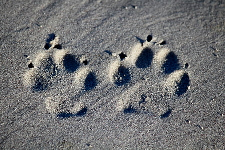 dog, footprint, beach, run, reprint, deepening, go