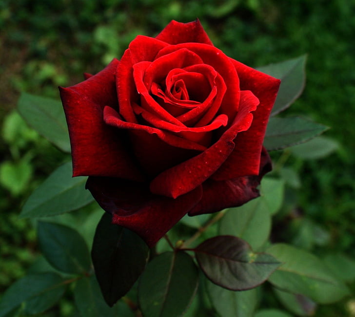 növény, Vörös Rózsa, virág, piros, kert, zöld, szerelem