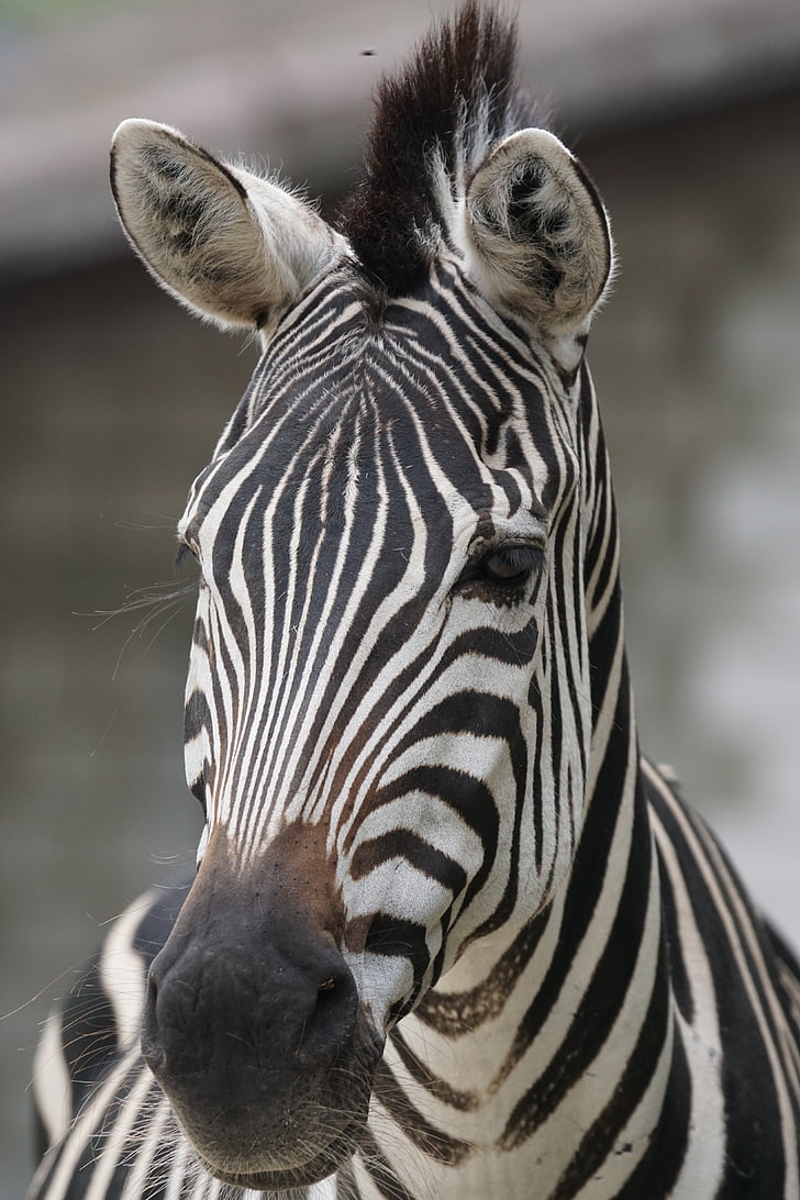 Zebra, Afrika, randig