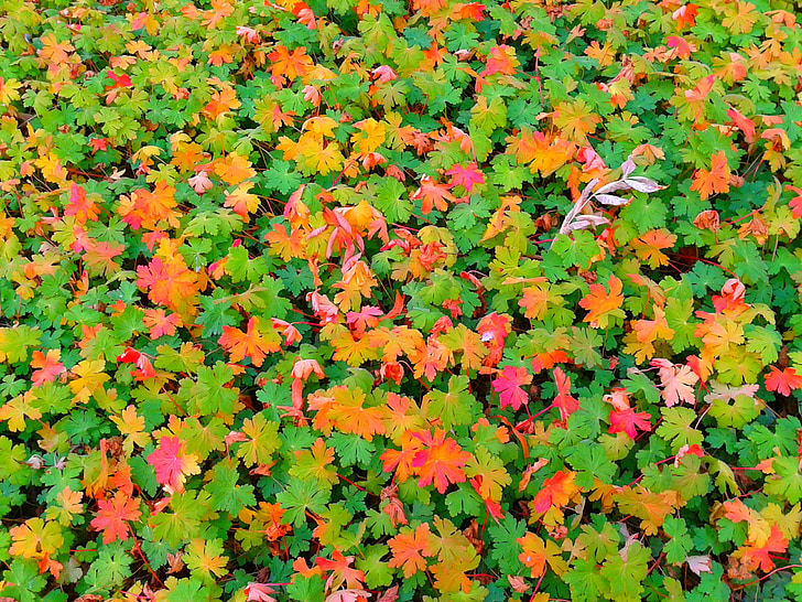 plant, green, nature, colored, foliage, red, pink