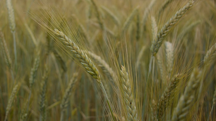 polje, pšenice, ušesa, akcije, vegetacije, trava, nasadi