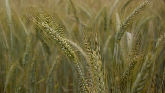 field, wheat, ears, campaign, vegetation, grass, plantations