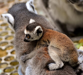 Lemur, APE, matka, dziecko, młode zwierzę, ładny, Tierpark hellabrunn