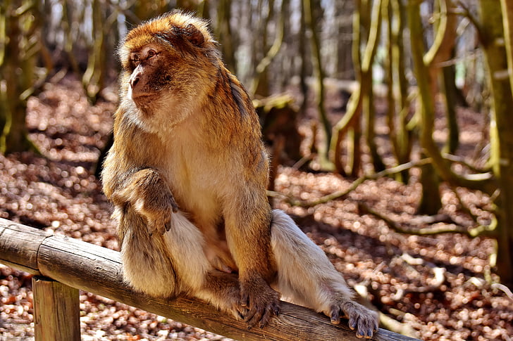 Barbary ape, ładny, zagrożone gatunki, Monkey mountain salem, zwierząt, dzikie zwierzę, ogród zoologiczny