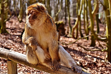 barbary ape, cute, endangered species, monkey mountain salem, animal, wild animal, zoo