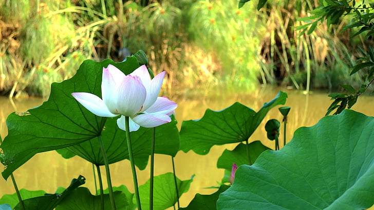 Lotus, Park, roślina, brzegiem rzeki, lilia wodna, Natura, lotosu lilia wodna