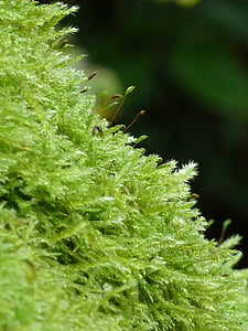 Moss, Zelená, Príroda, Forest, rastlín