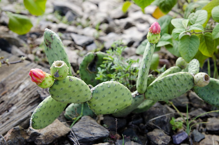 Cactus, plante épineuse, fleur de cactus