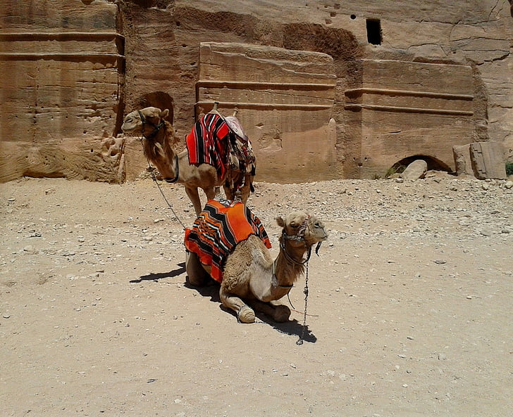 camel, pair, colorful, blanket, saddle, rock, desert