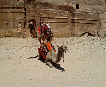 Camel, paar, kleurrijke, deken, zadel, Rock, woestijn