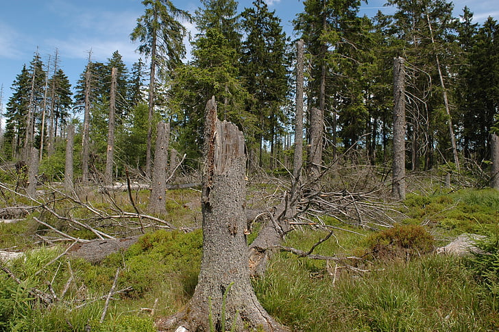 fusta morta, bosc, nou començament, Parc Nacional, natura, paisatge, arbre