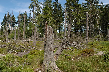 mrtvé dřevo, Les, nový začátek, Národní park, Příroda, krajina, strom