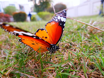 sommerfugl, natur, insekt, farverige, flyvende, Butterfly - insekt, dyr