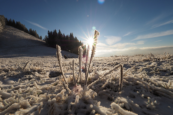 winter, flower, nature, frost, cold, ice, landscape