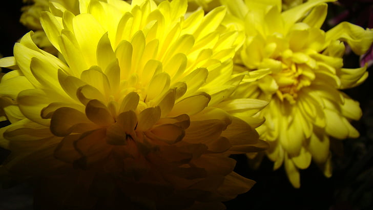 kwiat, żółty, Natura, ogród, Płatek, światło
