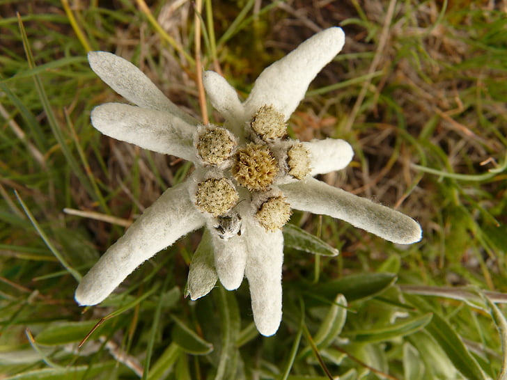Edelweiss, Alpská kvetinová, zriedka, chránené, drahé, biela, Príroda