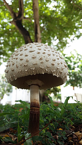 mushroom, fungus, nature, plant, forest, autumn, food