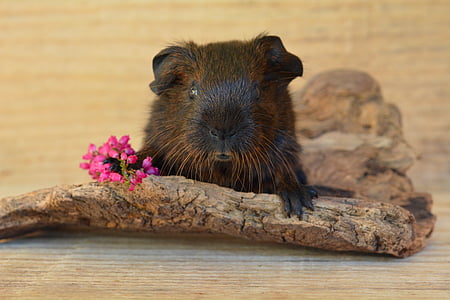 gold agouti, guinea pig, young animal, smooth hair, rodent, nager, brown