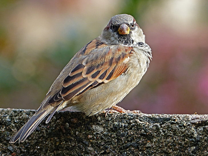 Sparrow, dinding, latar belakang yang kabur, satu binatang, hewan satwa liar, burung, hewan di alam liar