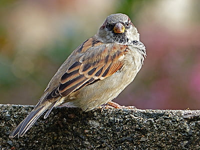 Sparrow, mur, arrière-plan flou, un animal, faune animale, oiseau, animaux à l’état sauvage