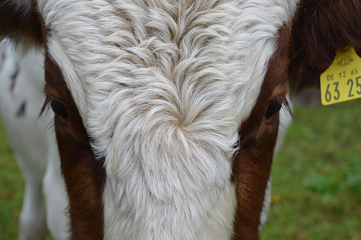 cow, beef, simmental cattle, eyes