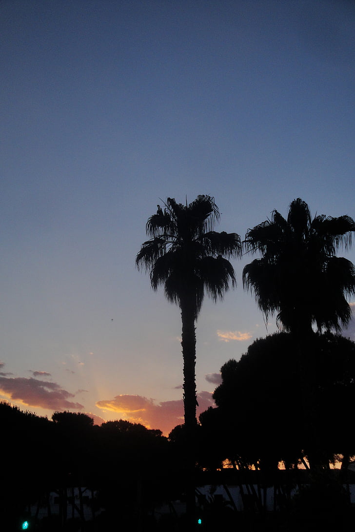 palmes, arbres, Pi, posta de sol, capvespre, cel, llum de fons