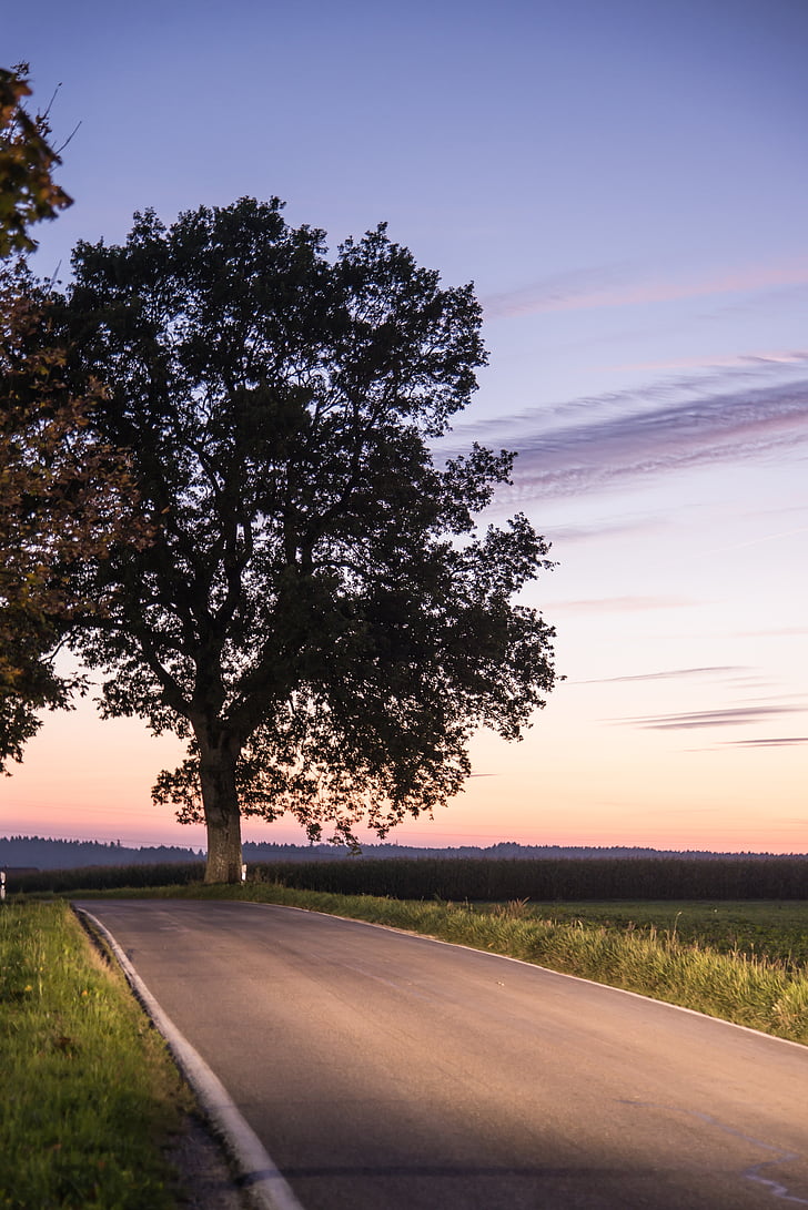 tree, road, sunset, nature, lichtspiel, colorful, afterglow