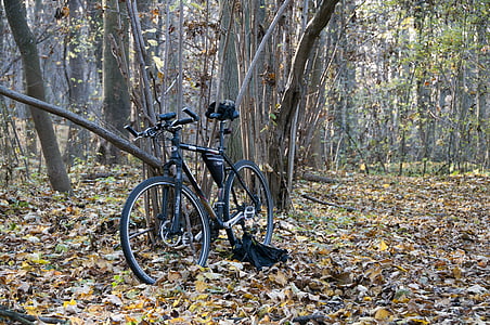 dviratis, miško, turizmo, medis, rudenį, Poilsio, lapija
