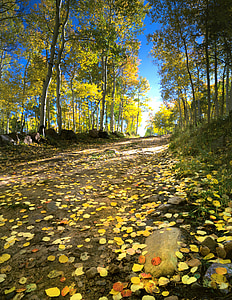 jesen, jesen, priroda, žuta, list, lišće, boja