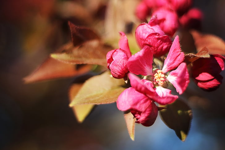 Blossom, Cherry, musim semi, cabang, bunga, mekar, merah muda