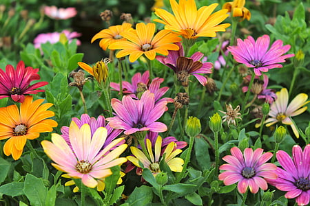 barvy, na podzim, květiny, fialová, květ, závod, růst