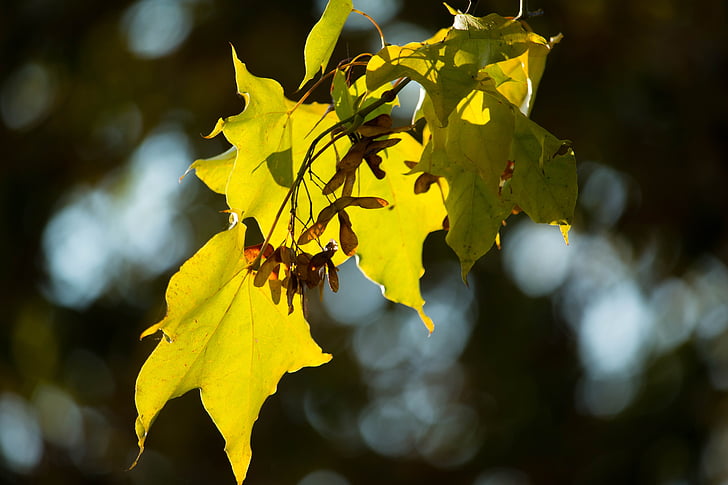 jeseni, listov, rumena, listi, zlati jeseni, listi v jeseni, padec listje