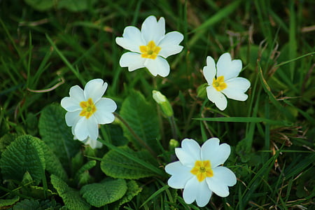 Primrose, Blanco, naturaleza, flores blancas, pétalos de, jardín, flor