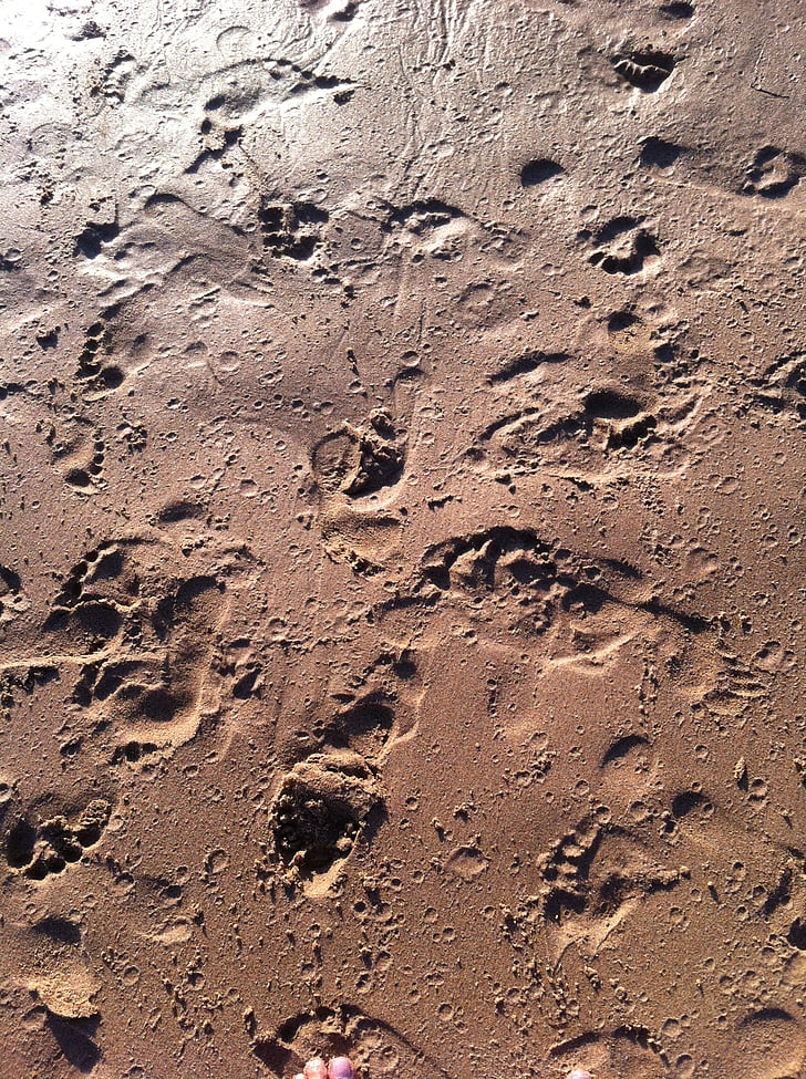 footprints, wet sand, beach, sand, drop, wet, liquid