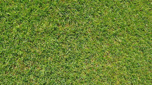 trava, zelena, nogomet, nogometno igrišče, ozadje, tekstura, gazongras