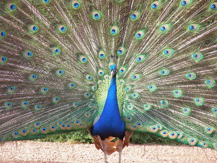Peacock, lông vũ, đuôi, mở, con chim, động vật
