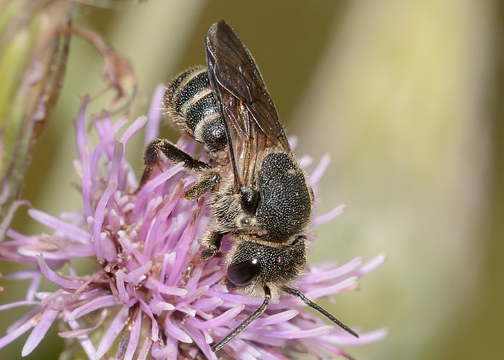 insects, bee, hymenoptera, andrena