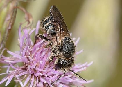 žuželke, čebela, kožekrilci, Andrena