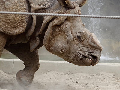 Rhino, Zoo di, selvaggio, animale, cattività
