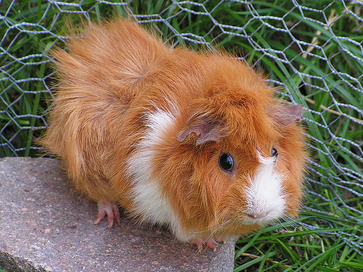 guinea-pig, rosette, female, redheaded