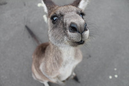 Closeup, foto, bruin, kangoeroe, dier, dieren, animatie