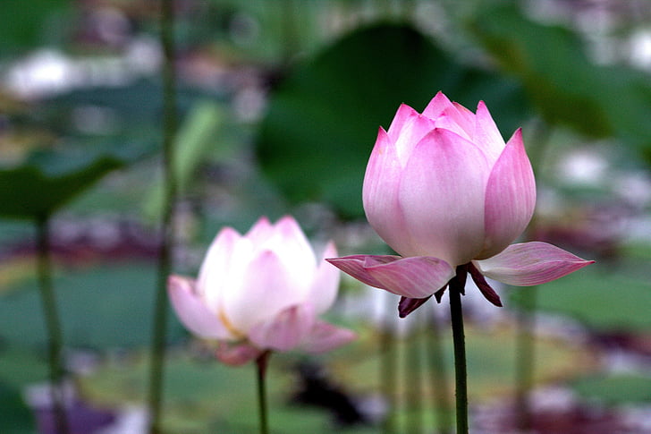 Lotus, Rose, frais, distance, étang, double, bouddhisme