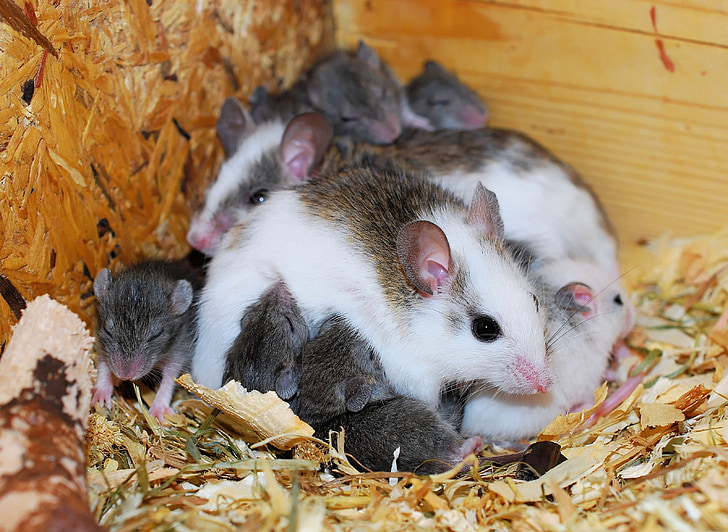 mice, mastomys, cute, rodents, nager, close, sweet