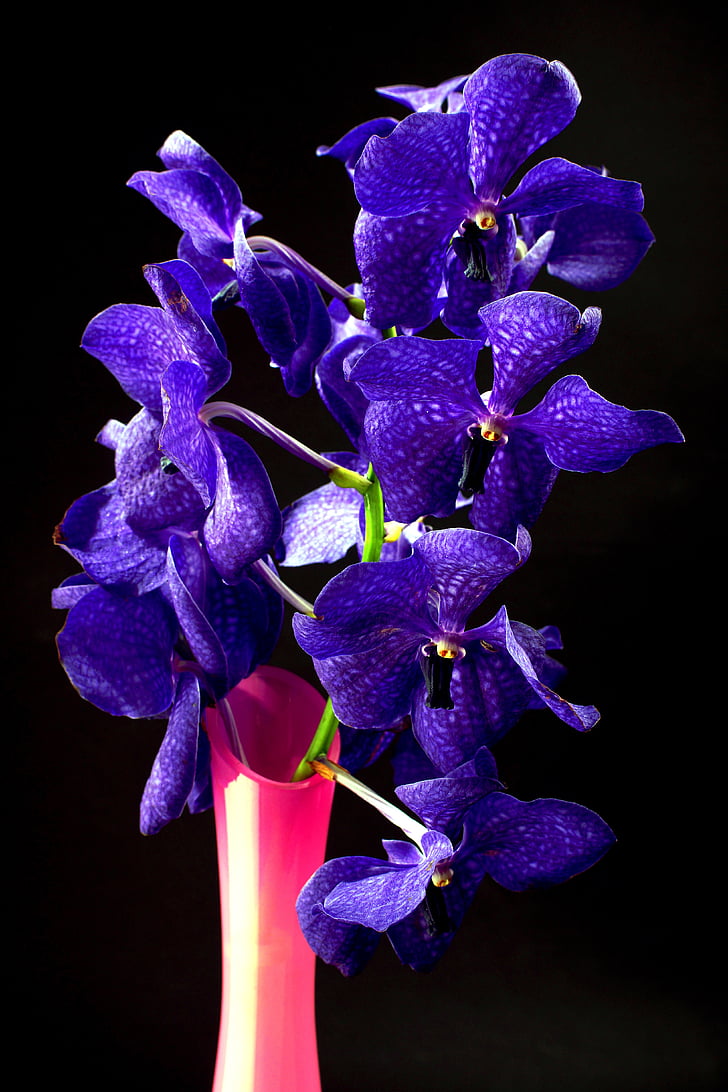 orquídia, porpra, flors, flor, flors d'estiu, close-up, brillant
