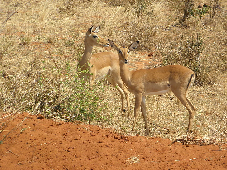 gazella, Kenya, vadon élő állatok, Afrika, állat, vadon élő, természet