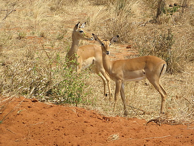 gazelle, kenya, wildlife, africa, animal, wild, nature