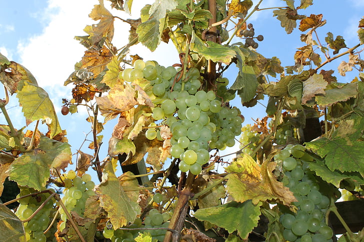 vin, druvor, hösten, skörd, solljus