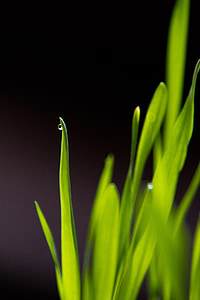 iarba, în creştere, verde, picătură, apa, Flora, primavara