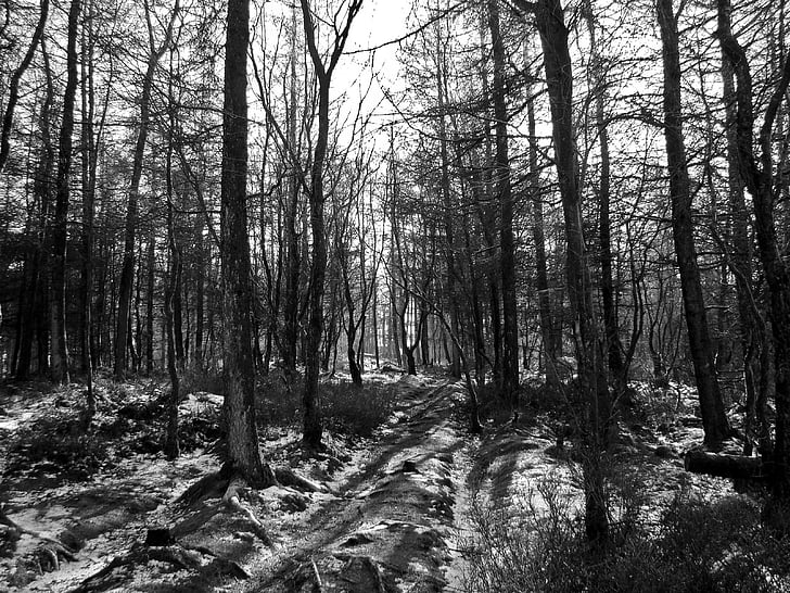 black and white, woodland, forest, shadows, winter, bare, trees
