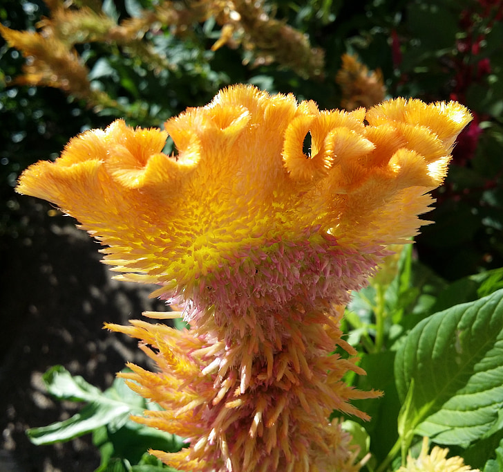 celosia, flower, rooster head, cockscomb, weird flower, alien, nature